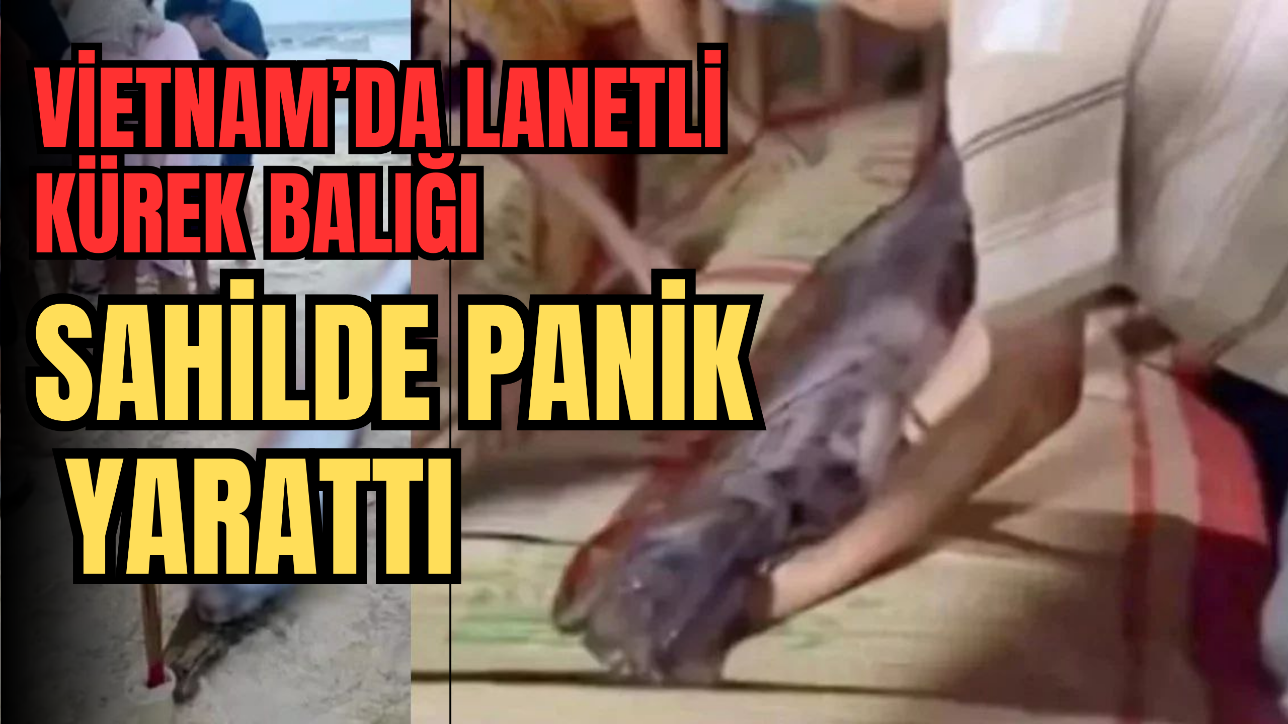 Vietnam’da Lanetli Kürek Balığı Sahilde Panik Yarattı