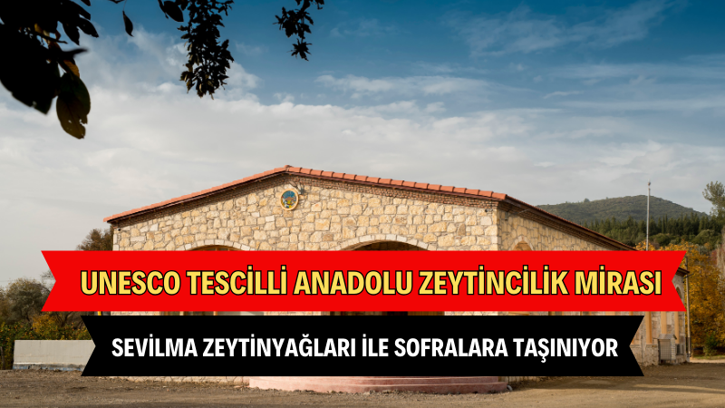 UNESCO tescilli Anadolu zeytincilik mirası Sevilma zeytinyağları ile sofralara taşınıyor