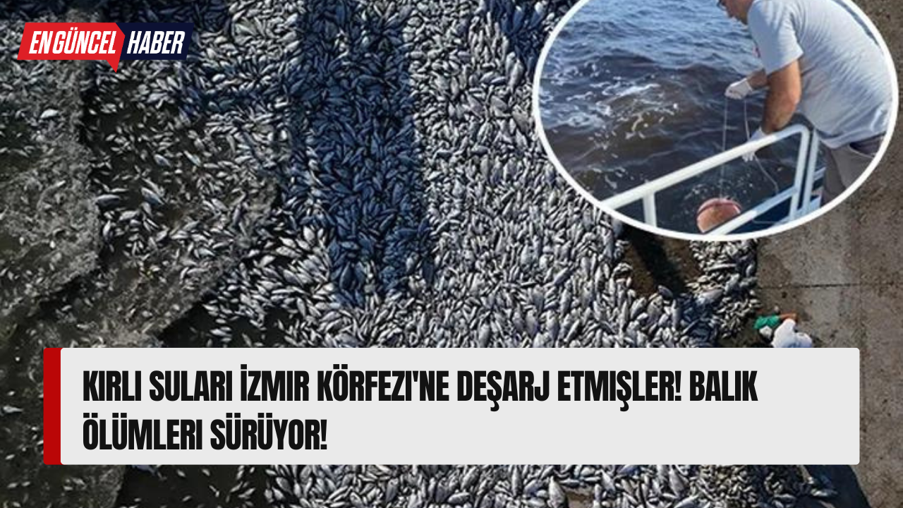 Kirli suları İzmir Körfezi’ne deşarj etmişler! Balık ölümleri sürüyor!