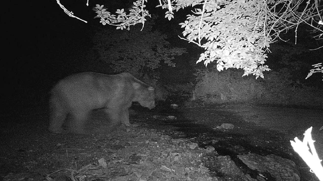 Bilecik’te fotokapana önce ayı sonra domuz sürüsü yakalandı