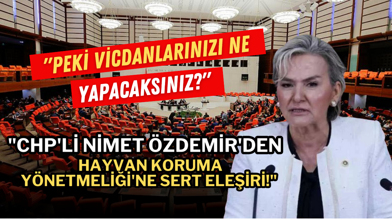 CHP İstanbul Mv. Nimet Özdemir Hayvanların Korunmasına Dair Uygulama Yönetmeliği ile ilgili sert eleştirilerde bulundu!!!