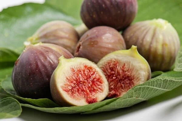Gemlik’te incir üreticileri ziyaret edildi