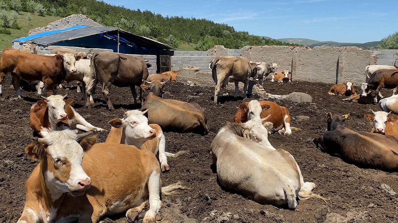 Anahtar Parti, Bursa’daki şap hastalığına dikkat çekti