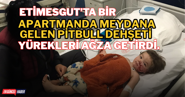 Etimesgut’ta bir apartmanda meydana gelen pitbull dehşeti  yürekleri ağza getirdi.