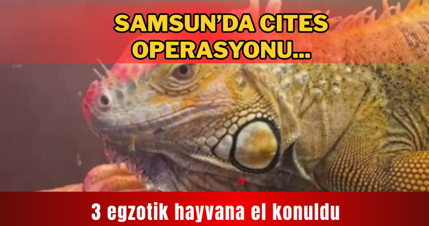 Samsun’da CITES operasyonu… 3 egzotik hayvana el konuldu