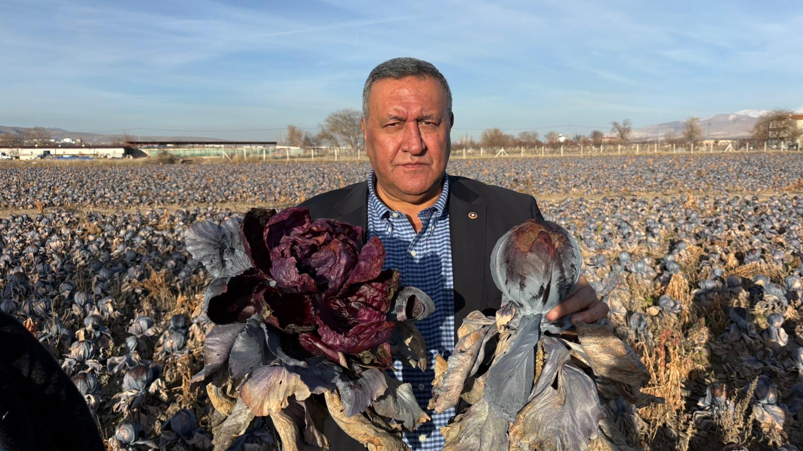 ÖMER FETHİ GÜRER “KARA LAHANA TARLADA KALDI, MARKETTE FİYATI KATLADI”