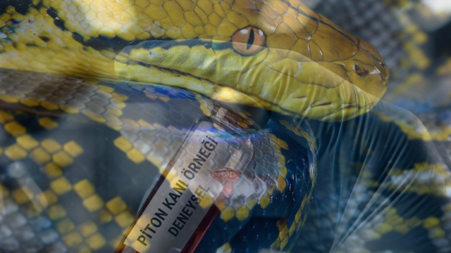 Piton Kanından Yeni Nesil Zayıflama İlacı Umudu