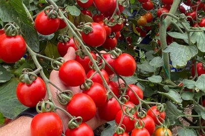 Balıkesir’de zincir markete ‘fahiş fiyat’ incelemesi… Zincir markette kokteyl domates vurgunu!