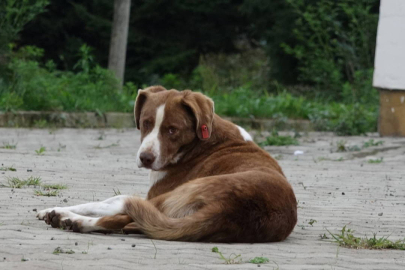 İstanbul Valiliği’nden belediyelere ‘sokak köpeği’ talimatı