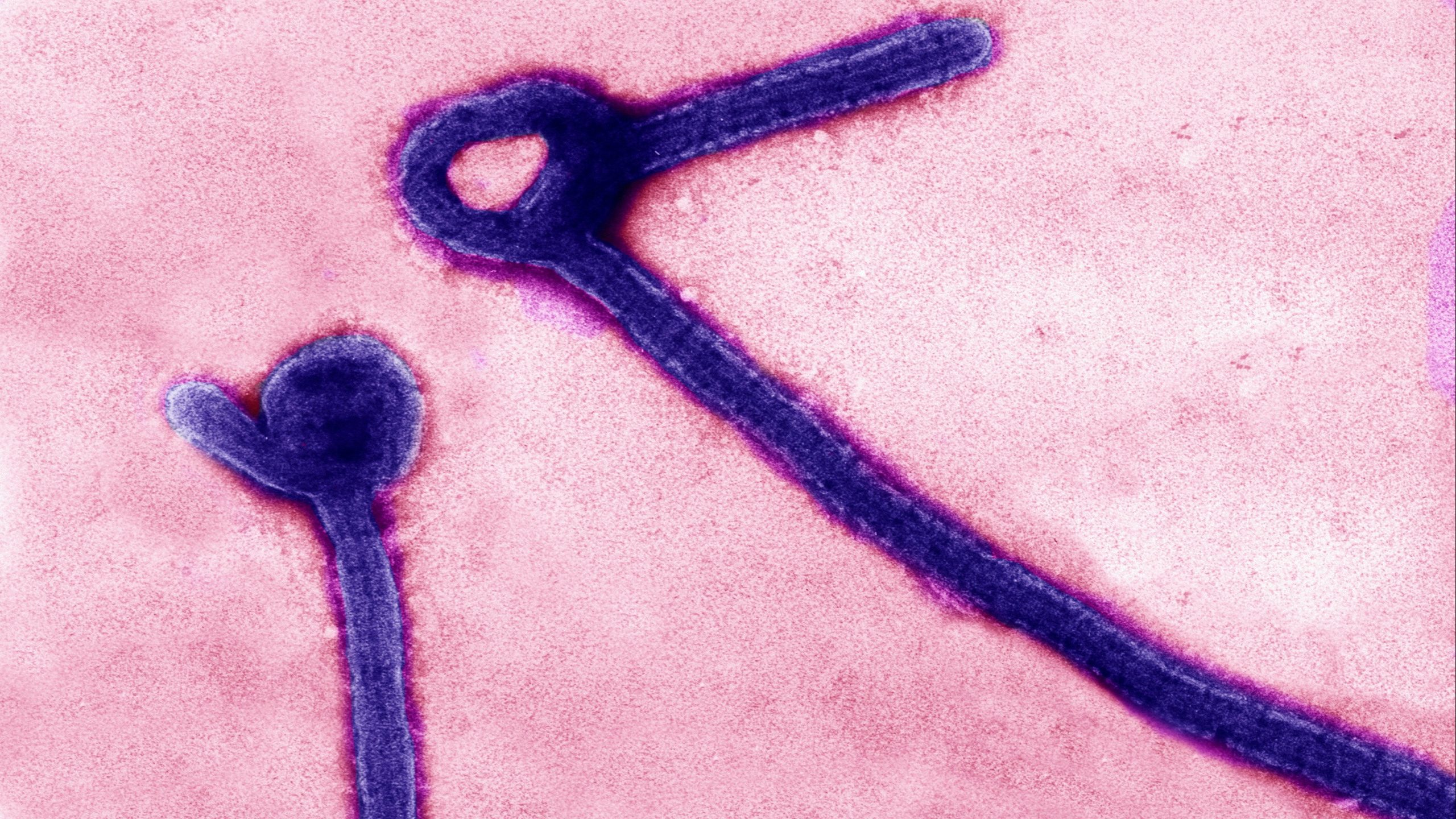 Kongo’daki Bundibugyo Ebola Salgını Hızla Yayılıyor