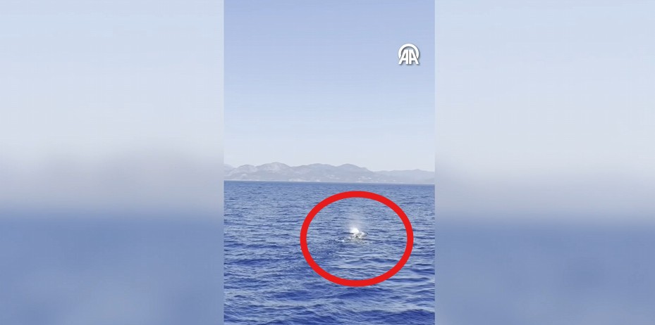 Göcek’te Denizde Görülen Balina Anı