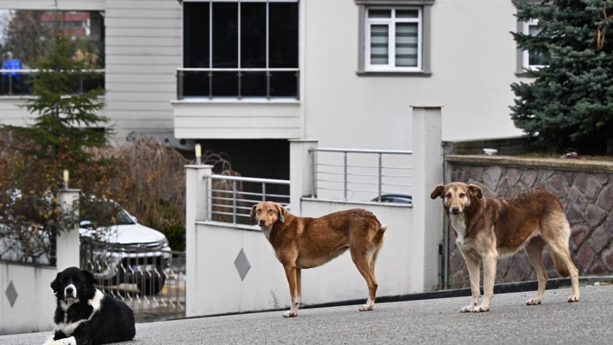 Sokak Köpekleri Sorunu ve Kanun Teklifleri